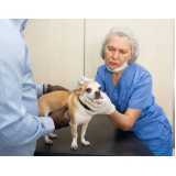 cirurgia para animais de estimação Vacaria