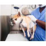 cirurgia para cães clínica Borgo