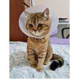 cirurgia para gatos São Marcos