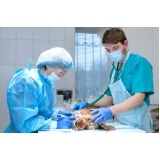 cirurgia reconstrutiva veterinária Bela Vista