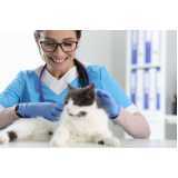 clínica cat friendly Cruzeiro
