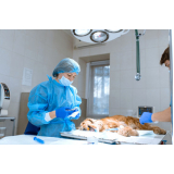 clínica de cirurgia animais Petrópolis
