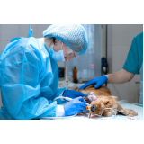 clínica de cirurgia em animais Centro
