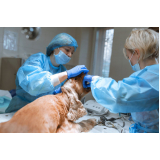 clínica de cirurgia oncologica veterinaria Bota Fogo