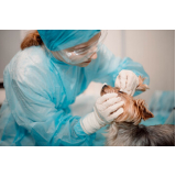 clínica de cirurgia ortopedica em cachorro De lazzer