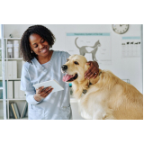 clinica de endocrinologista para cachorros Barcellos