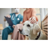 clínica de internação para cachorros Cinquentenário
