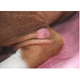 clinica de veterinária especialista em pele de cachorro Jardelino Ramos