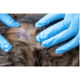 clinica de veterinária especialista em pele de gato Alfândega