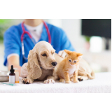 clinica de veterinária especialista em pele Parque dos Rodeios