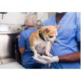 clínica especializada em cirurgia para cães Brasília