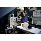 clínica especializada em cirurgia para gatos Santana