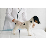 clinica especializada em endocrinologista veterinário Peterlongo