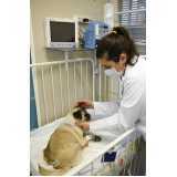 clínica especializada em exame de ecocardiograma veterinário Pomarosa
