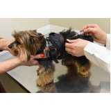 clínica especializada em exame de sangue para cachorro Centenário