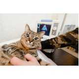 clínica especializada em exame de sangue para gatos Imperial