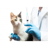 clinica especializada em felinos contato Planalto