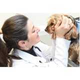 clínica especializada em neurologista veterinária Chico Mendes