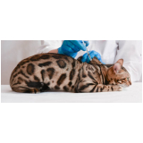 clinica para gatos 24 horas contato Champanhe