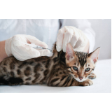 clinica para gatos 24 horas Ana Reck