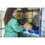 clínica que faz castração animal São Bento