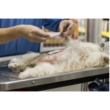 clínica que faz castração de cadela Bela Vista