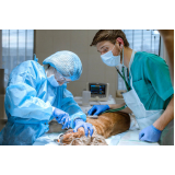 clínica que faz cirurgia geral veterinaria Champanhe