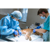 clínica que faz cirurgia oftalmologica veterinaria Universitário