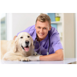 clínica que faz internação de cachorra Glória