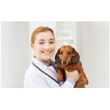 clínica que faz internação de cachorros Nova Vicenza