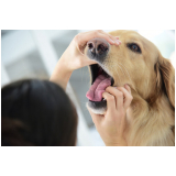 clínica que faz internação de emergência para cães Altos da Glória