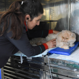 clinica veterinaria de gatos contato Santa Maria
