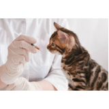 clinica veterinária especializada em felinos contato Champanhe