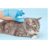 clinica veterinária especializada em felinos Pinheiros