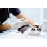 clinica veterinaria especializada em gatos contato Santana