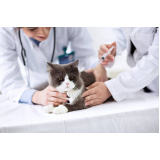 clinica veterinaria especializada em gatos Três Lagoas