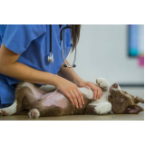 consulta de veterinário marcar Nova Petrópolis
