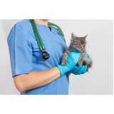 consulta emergência para gato Vicentina