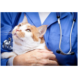 consulta médico veterinário marcar Planalto