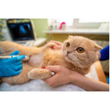 consulta veterinaria para gatos marcar Aparecida