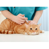contato de clinica do gato Barcellos