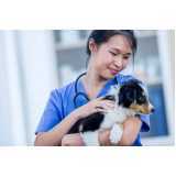 contato de clínica para cães Cristina