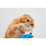 contato de clinica para gatos 24 horas Vicentina