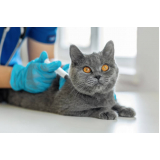 contato de clinica veterinária especializada em felinos Humaitá