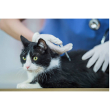 contato de clinica veterinaria especializada em gatos Três Lagoas