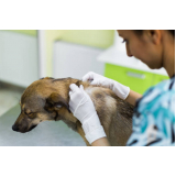 dermatologista cachorro contato Ana Reck