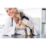 dermatologista cachorro Brasília