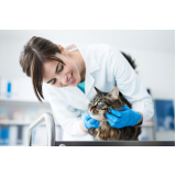 dermatologista de gato Flores da Cunha