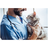 dermatologista de gatos contato Nova Vicenza