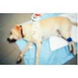 endereço de hospital para cães Ana Reck